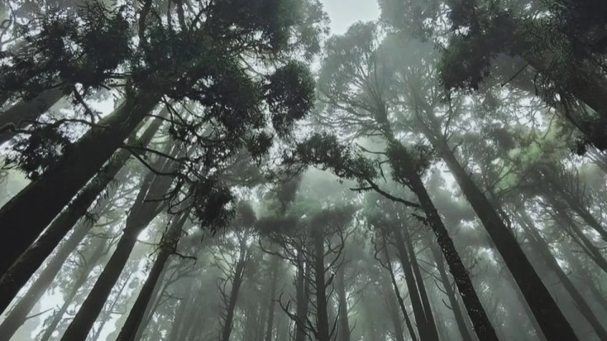 Pine Forest Kodaikanal